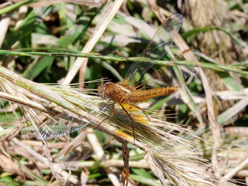 Enallagma cyathigerum, Trithemis annulata e Crocothemis erythraea